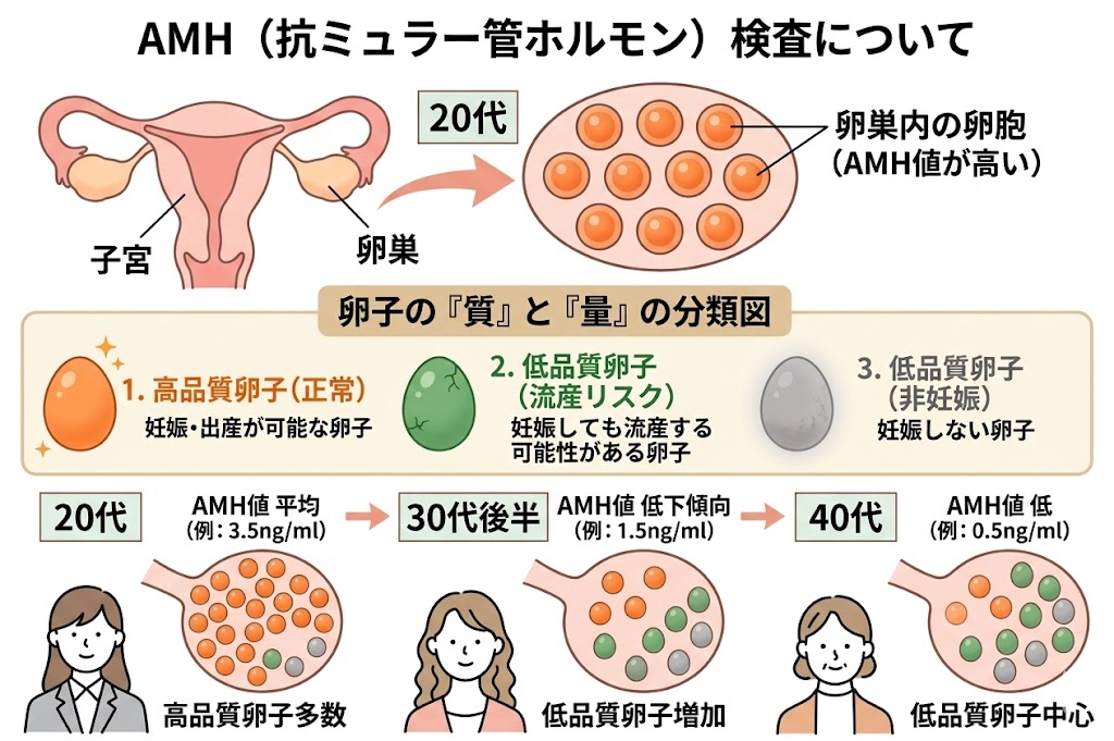 AMH（抗ミュラー管ホルモン）検査について